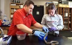 Student and professor working with snake in lab.